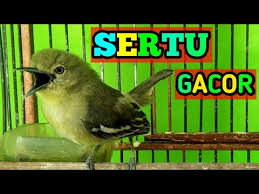 Apakah beza dua perkataan ini? Download Sertu Mp4 3gp Naijagreenmovies Netnaija Fzmovies