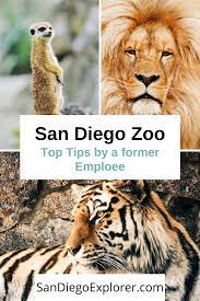 San Diego Zoo Tips By A Former Zoo Employee Must Read Before Visiting San Diego If You Re Going To The Zoo Th San Diego Travel San Diego Zoo Wildlife Travel