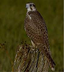 انواع الصقور صور ومعلومات عن الصقور كيوت