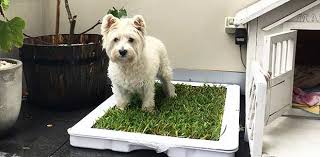 Below are the five best pets for apartment living. Real Grass Dog Toilet The Solution For Apartment Dwelling Dog Owners Oversixty
