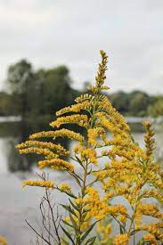 Goldenrod Flowers Goldenrod Flower Flowers Goldenrod