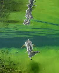 Image result for Platostoma rotundifolium