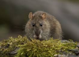 Brown Rat By Samuel Aron 500px