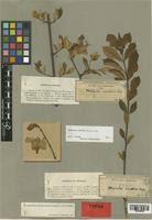Image result for Strophanthus welwitschii