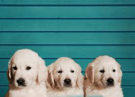 Blue Ridge Chrysler...