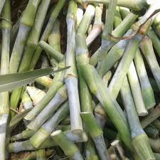 Image result for Cenchrus purpureus