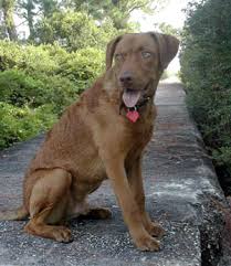 Check spelling or type a new query. Chesapeake Bay Retriever Puppies Breeders Chesapeake Bay Retrievers