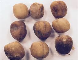 Image result for Balanites