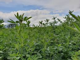 Savesave culturi in camp proiect final for later. 33 Ce Culturi Profitabile Putem Cultiva In Perioada De Conversie In Agricultura EcologicÄƒ