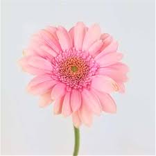 We did not find results for: Gerbera Daisy Light Pink Wholesale Bulk Flowers Cascade Floral