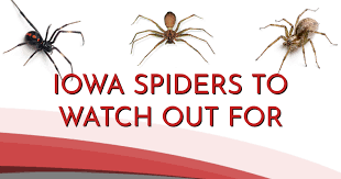 infographic common spiders found in iowa area