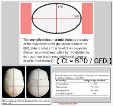 cephalic index biparietal diameter occipitofrontal