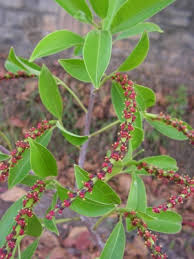 Image result for Sapium