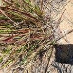 Image result for Trachypogon spicatus