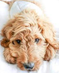 Find goldendoodle puppies for sale with pictures from reputable goldendoodle breeders. Goldendoodle Puppies In Kentucky Top 5 Breeders 2021 We Love Doodles