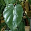 Propagating a split leaf philodendron? 1