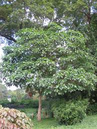 Image result for Tabernaemontana pachysiphon