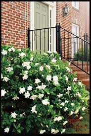 Partial to full sun mature size: 12 Best Flowering Shrubs For Your Southern Garden Southern Living