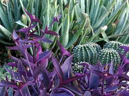 Cantinho 3 Floricultura E Paisagismo Goiânia Go Trapoeraba Roxa Tradescantia Pallida Trapoeraba Plantas Roxas Plantas Para Varanda