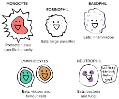 Which cells conduct the immune which immune cells kill infected cells. What Is Hiv Aids Article Hiv And Aids Khan Academy