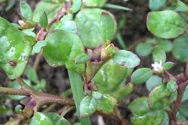 Image result for Trianthema