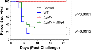 The Type IX Secretion System Is Required for Virulence of the Fish Pathogen  Flavobacterium psychrophilum | Applied and Environmental Microbiology