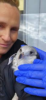 Rescuing a seagull with a broken wing
