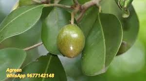 Image result for Manilkara kauki