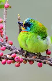 Https Www Wallpaperup Com 82617 Birds Bird Animals Animal Html Kus Resimleri Kus Resimler