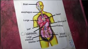 768x576 anatomy organ pictures samples collection human organ 638x826 human organs in the body. How To Draw Human Body Structure And Function Anatomy Drawing Human Body Internal Organs Drawing Youtube