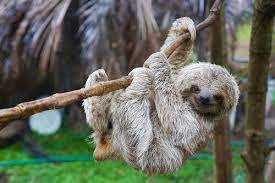 Todos los perezosos tiene las patas delanteras más largas que las posteriores y los dedos poseen garras para engancharse a las ramas y troncos. Curiosidades Del Perezoso Mis Animales
