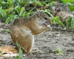 Image result for Excoecaria bussei