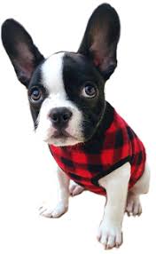 It is recommended that you thoroughly research all breeds involved in your mixed breed puppy to ensure that you are amenable and prepared for any of the possibilities. Boston Terrier Vs French Bulldog Breed Comparison