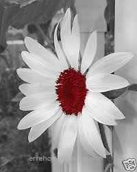 Art Black And White Pictures To Color Black White Red Sunflower Wall Art Interior Home Decor Matted Picture Erre Designs Color Splash Art Black And White Painting White Painting
