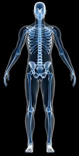 Find the perfect human back bones stock photo. Do You Know Where These Bones Are In The Human Body