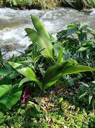 Image result for Molineria