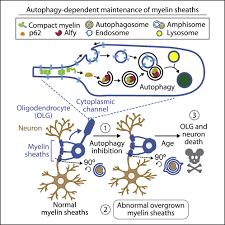 Oligodendroglial macroautophagy is essential for myelin sheath turnover to  prevent neurodegeneration and death: Cell Reports