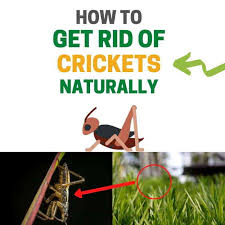 Your pest management professional (pmp) will offer advice to help manage these pests. How To Get Rid Of Crickets Outside Naturally Ultimate Guide Bugwiz