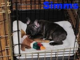 Each time the puppy goes in the right spot, he is being trained to relieve himself there. Crate Training Bluegrass Frenchies