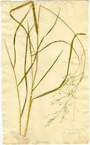 Image result for Panicum coloratum