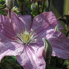 Ihre aufregende blütenpracht dekoriert alte obstbäume, deren zeit langsam zu ende geht. Comtesse De Bouchaud Clematis Comtesse De Bouchaud Online Kaufen