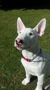 chieftain ariki growing to quick bull terrier english bull terriers pet dogs
