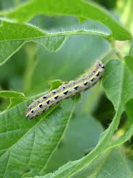 A number of green worms can affect tomato plants, ranging from cutworms and hornworms to fruitworms. Get Rid Of Armyworms On Your Tomatoes Pick A Pepper