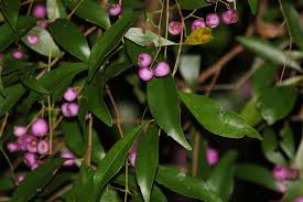 Image result for Syzygium owariense