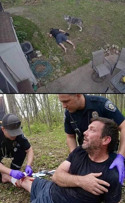 Man claims wolf saved his life after collapsing in backyard, security  footage reveals surprising truth