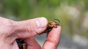 Responsable del programa regional de sanidad . Alarme Nos Eua Apos Descoberta De Vespas Assassinas Istoe Dinheiro