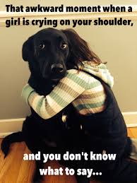 Guys Know This Moment Funny Dogs Funny Animal Memes Funny Animals