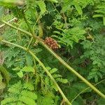 Image result for Ampelocissus multistriata