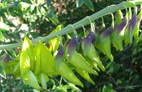 Image result for Crotalaria bernieri