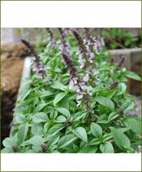 18 Types of Basil (Tulsi) - The herb is loved all over the World!